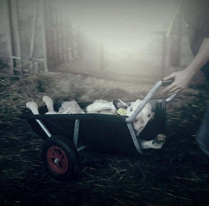 barrow for moving calves