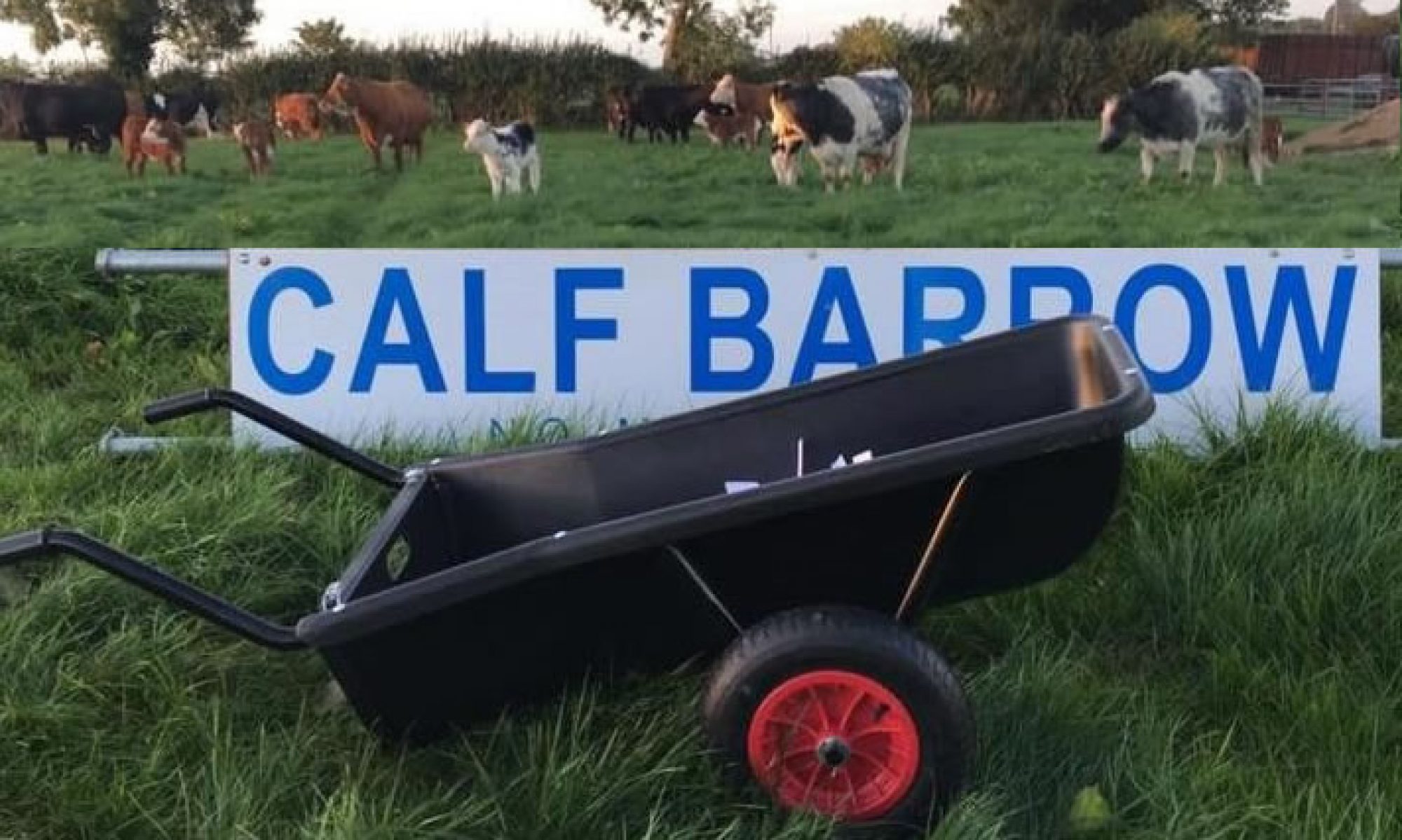 Calf Barrow UK