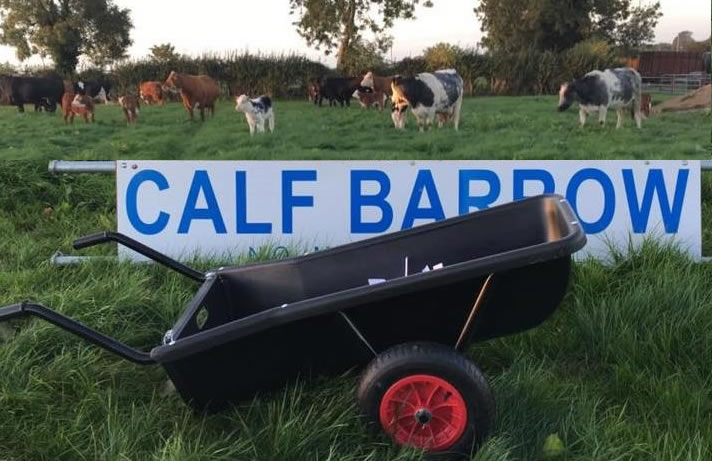 calf barrow